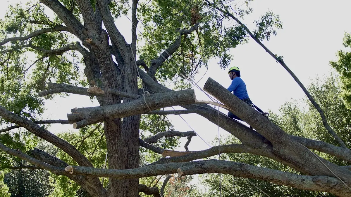 Professional Hazardous Tree Removal performed by certified arborists in Rhame
